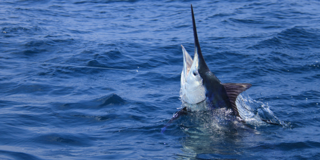 How Old is a 919-Pound Blue Marlin?