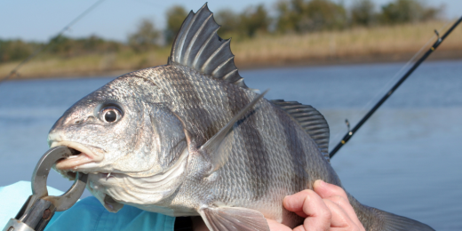 Where To Find Black Drum This Fall