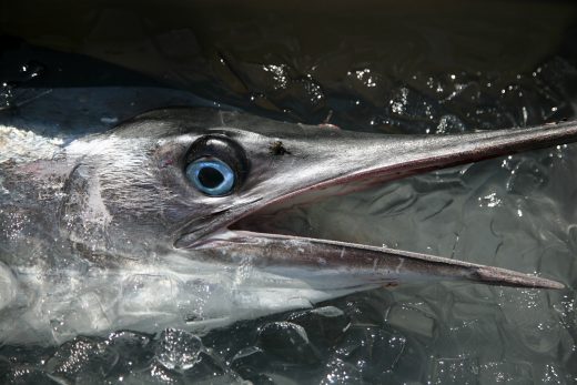 The History Of The Big Rock Blue Marlin Tournament