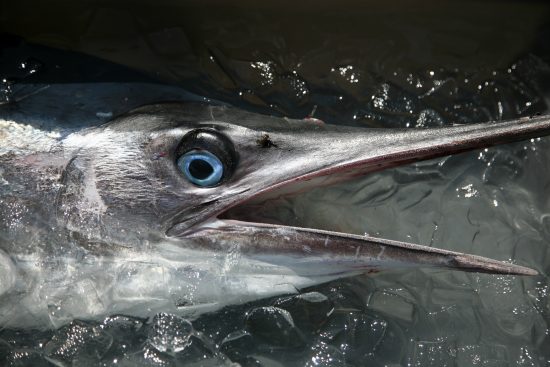 The History Of The Big Rock Blue Marlin Tournament