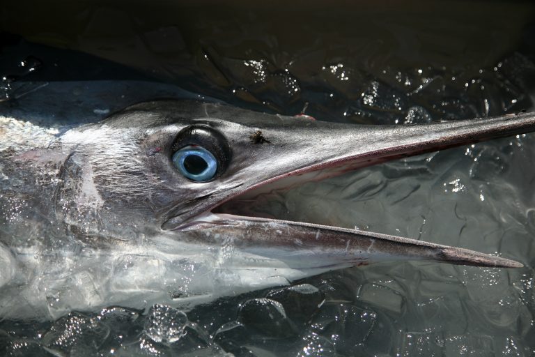 The History Of The Big Rock Blue Marlin Tournament