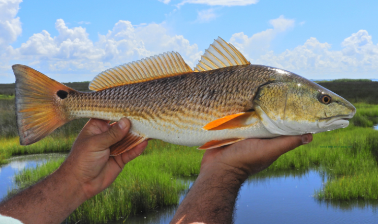 Summer Redfish Patterns Around Flooded Grass