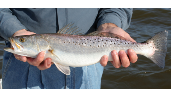 Finding Speckled Trout During the Hottest Months