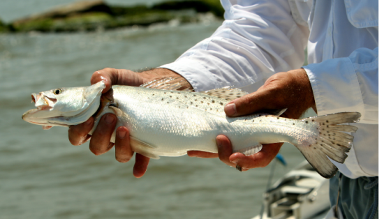 Finding Speckled Trout During the Hottest Months