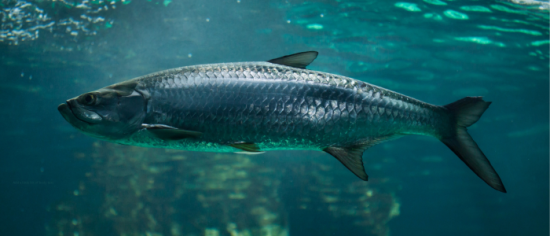 Tarpon, Chasing the Silver King