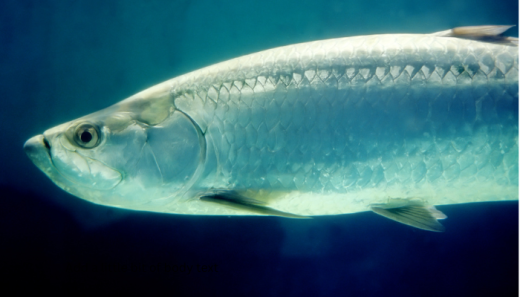Tarpon, Chasing the Silver King