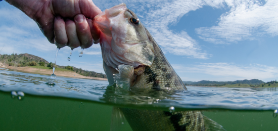 Beating The Heat When Bass Fishing The Carolinas