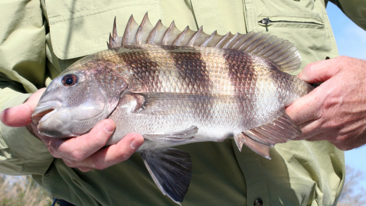 The Most Misunderstood Fish in Carolina Waters