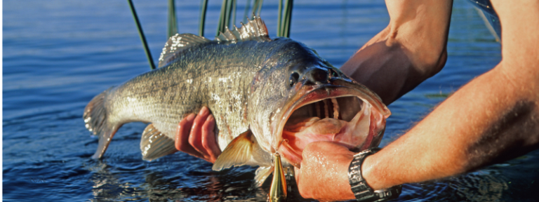 The Changing Face of Bass Fishing As Fall Arrives In The Carolinas
