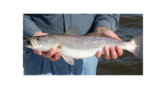 The Best Lures For 2026 Fall Speckled Trout Fishing