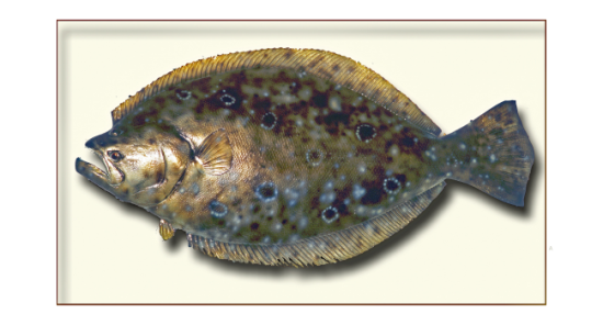 South Carolina Flounder Fishing….It’s Go Time