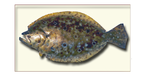 South Carolina Flounder Fishing….It’s Go Time