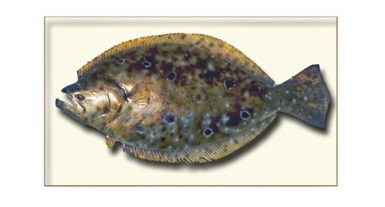 South Carolina Flounder Fishing….It’s Go Time