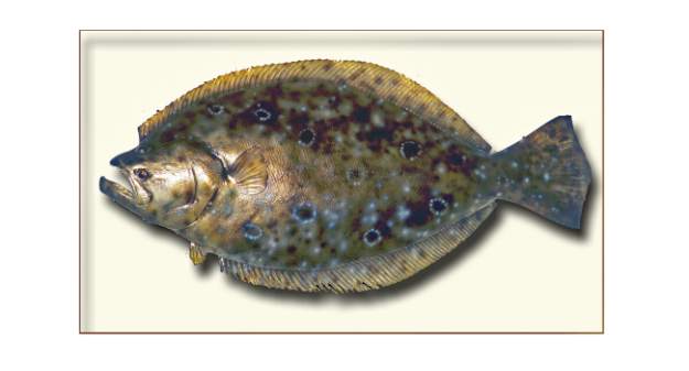 South Carolina Flounder Fishing….It’s Go Time