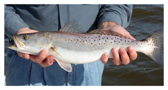 The Best Lures For 2026 Fall Speckled Trout Fishing