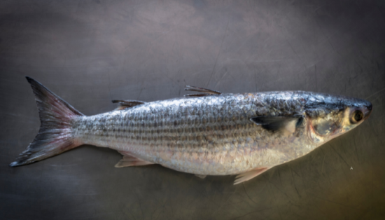 Follow the Bait….Follow the Bait: Why Finger Mullet Can Tell You Where the Fish Are