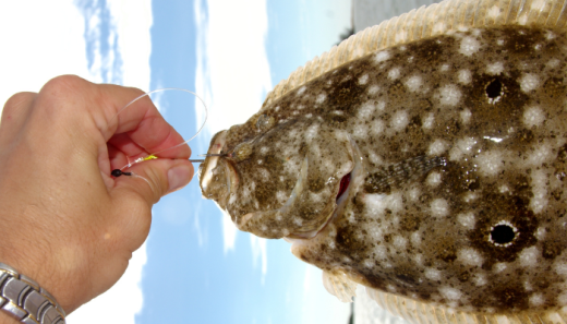 SC Flounder Fishing….. Fall Brings Year’s Best Opportunities