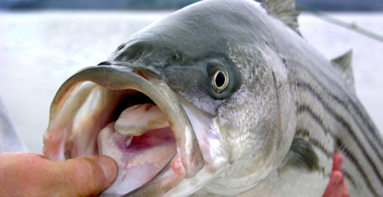 Schooling Stripers and Hybrids….It’s That Time Of Year