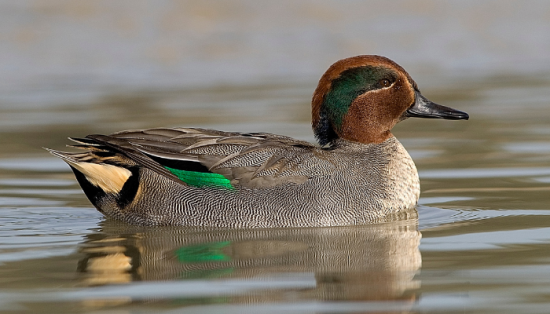 September Teal….. Carolina Waterfowl Season