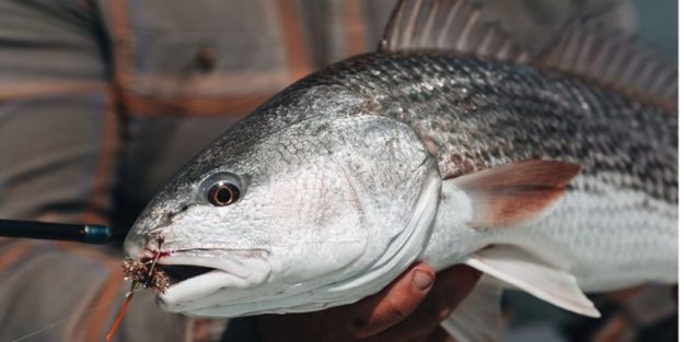 Inshore Fall Fishing…..Follow The Fish Movement