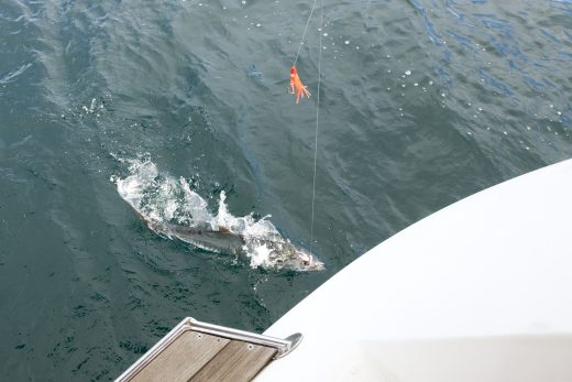 From Spanish to Kings….How Long Will the Nearshore Mackerel Bite Last?