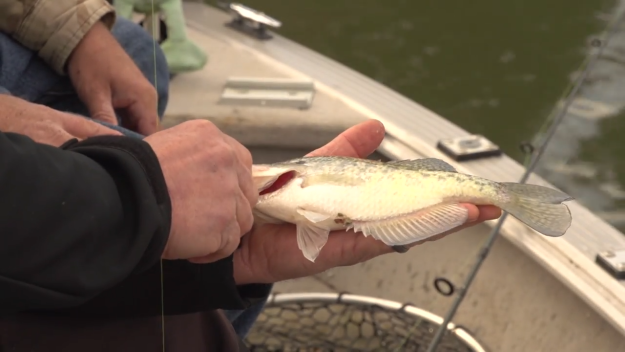 Catching Crappies on Kerr Lake……With Carolina All Out
