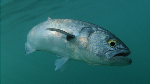 The Carolina Bluefish…… The Fish That Doesn’t Get Enough Respect