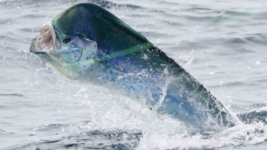 Fall Mahi…. One More Shot at Carolina Gold