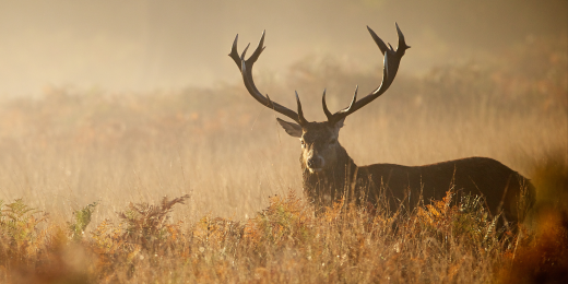 The 2026 Carolina Deer Season