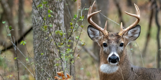 What Harvest Data Can Tell You About Deer Hunting