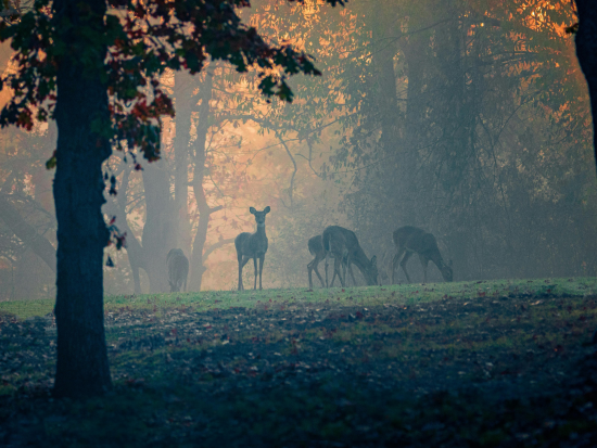 When the Deer Woods Change