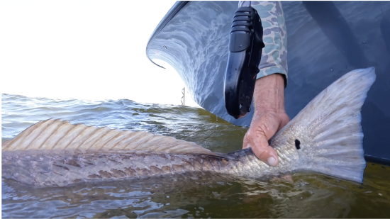 Fall Running Of The Bulls….Big Bull Redfish